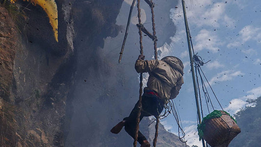 マッドハニーの採取について